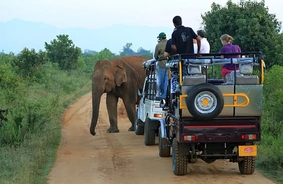 Chitwan Wildlife Tour Package