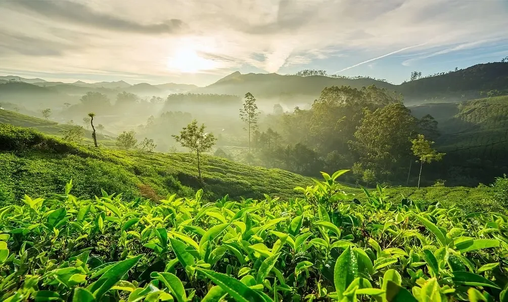 Munnar, Thekkady, Alleppey & Varkala Tour