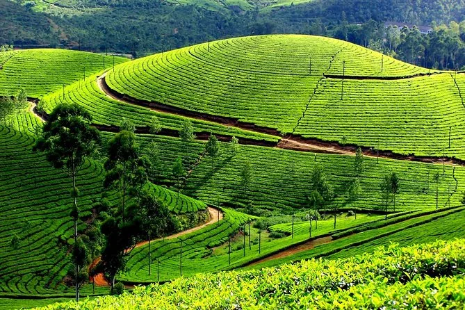 Kochi to Munnar