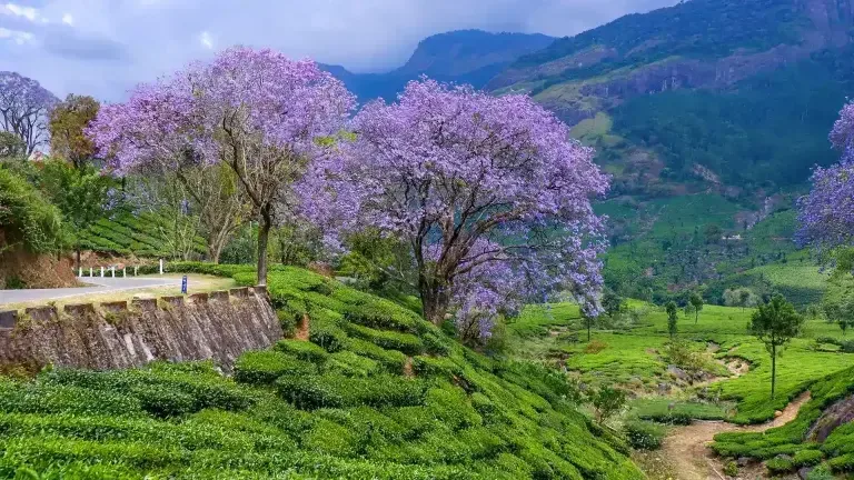 Munnar Sightseeing